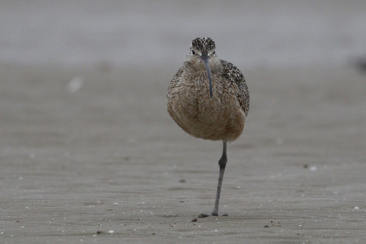 Long-billed Curlew - ML207550591