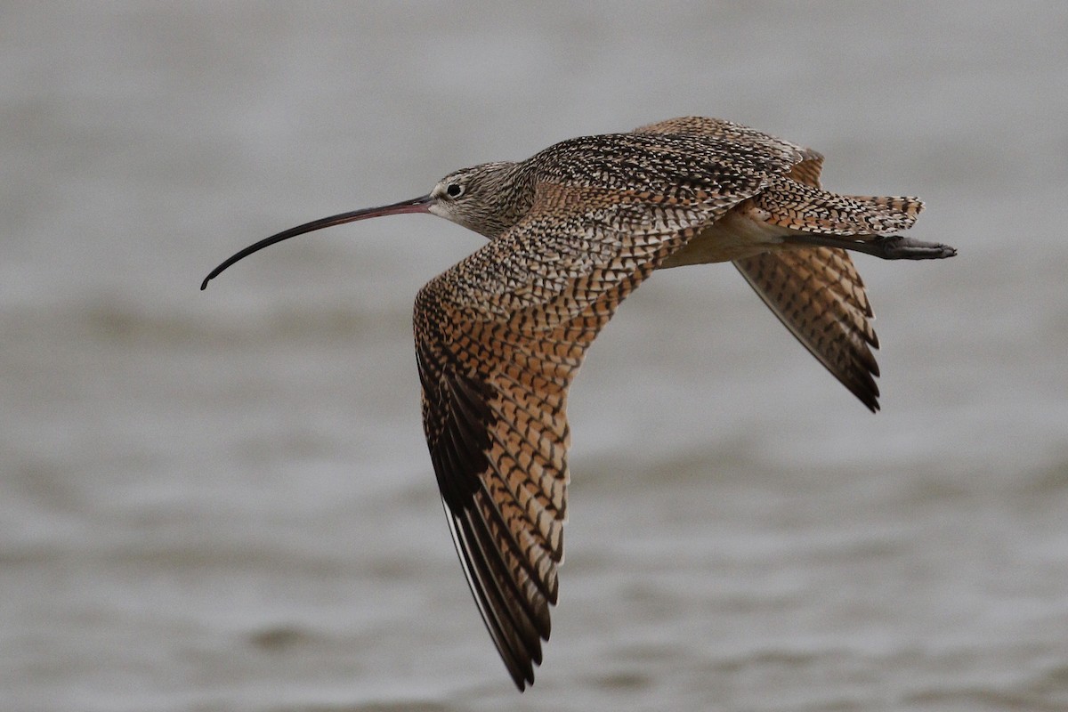 Long-billed Curlew - Ted Keyel