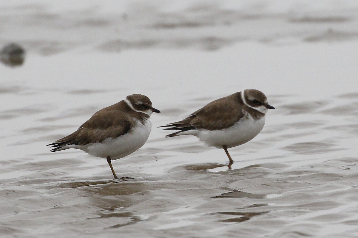 Semipalmated Plover - ML207551001