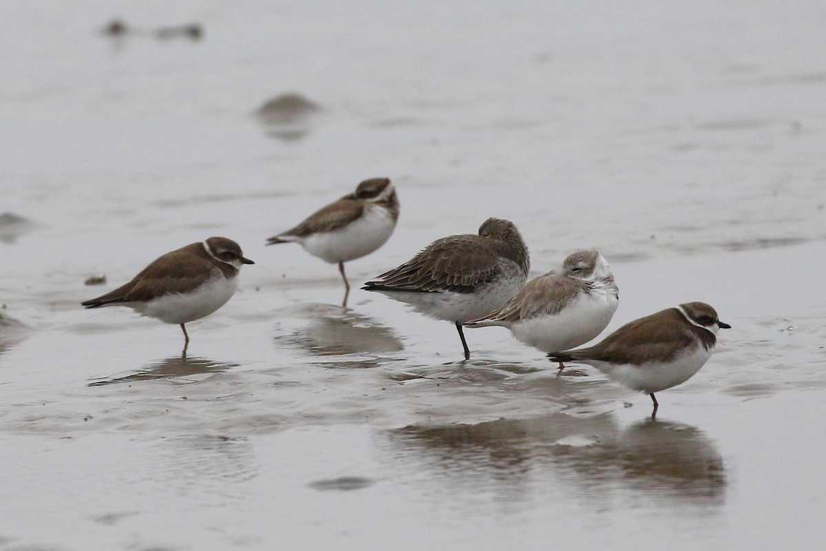 Semipalmated Plover - ML207551011