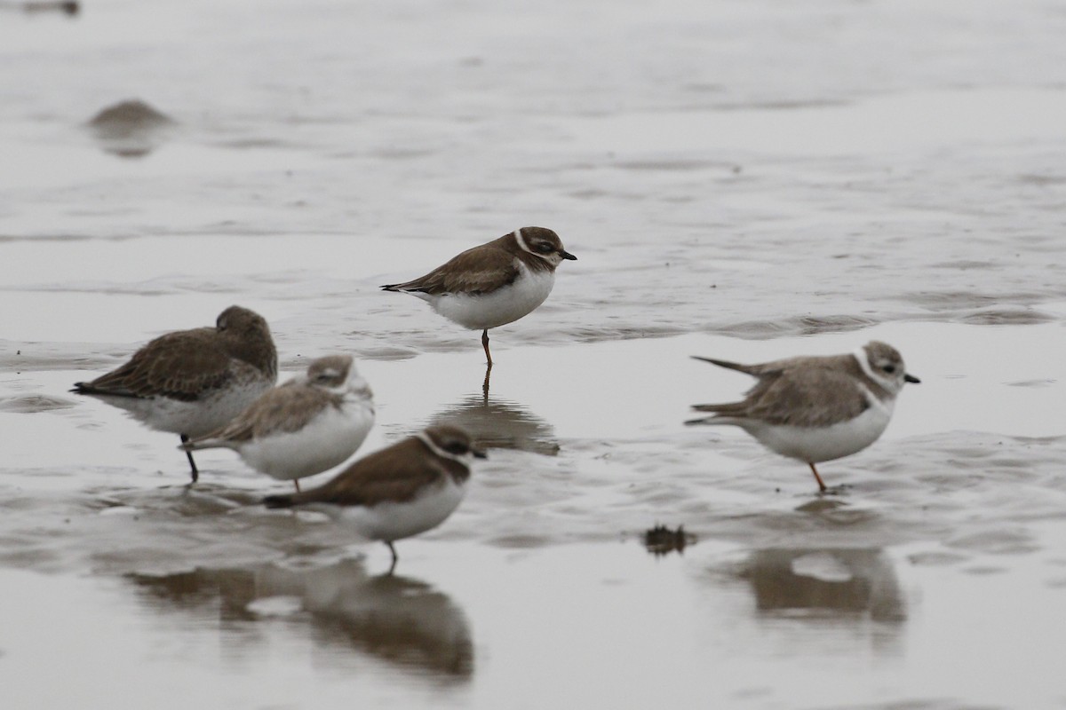 Semipalmated Plover - ML207551021