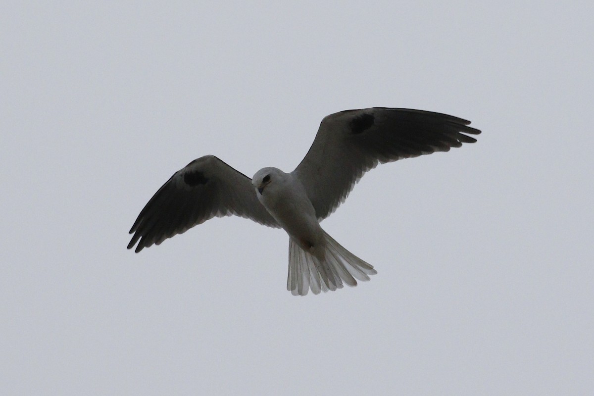 White-tailed Kite - ML207551131