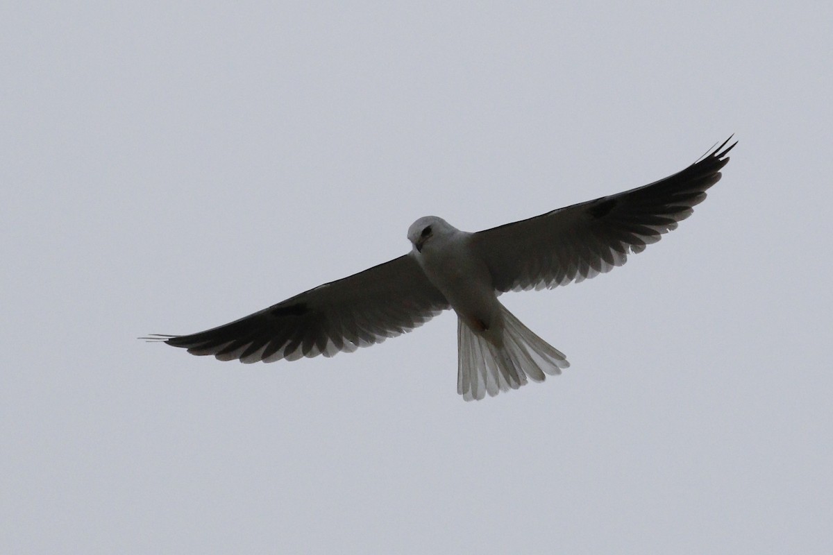 White-tailed Kite - ML207551141