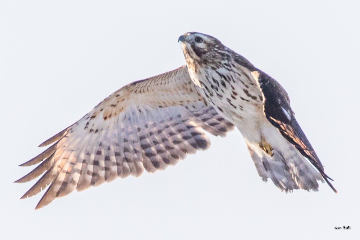Red-shouldered Hawk (lineatus Group) - ML207551471