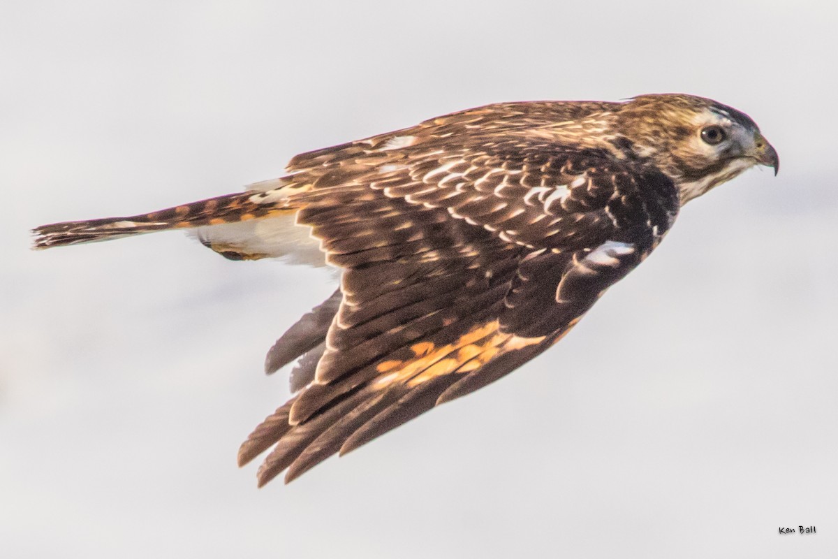 Red-shouldered Hawk (lineatus Group) - ML207551511