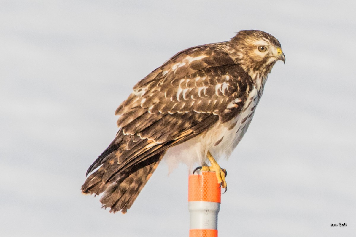 Red-shouldered Hawk (lineatus Group) - ML207552661