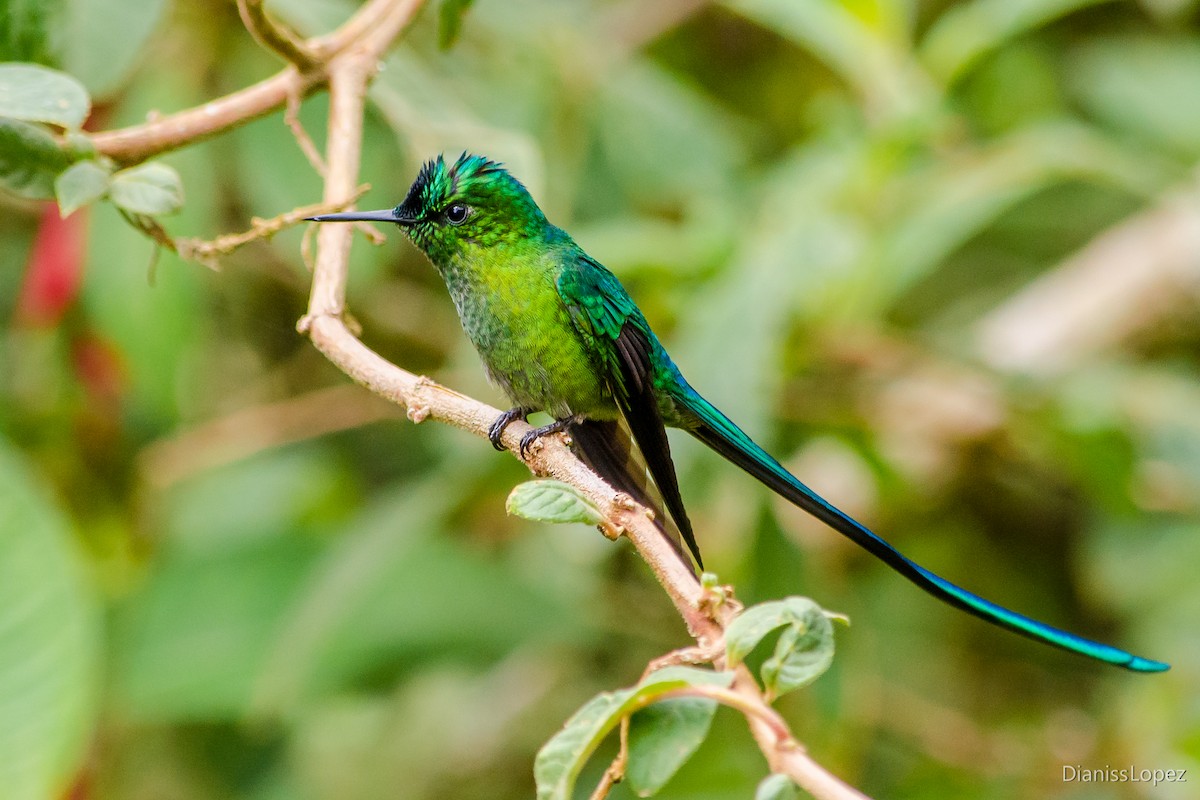 Long-tailed Sylph - ML207552691