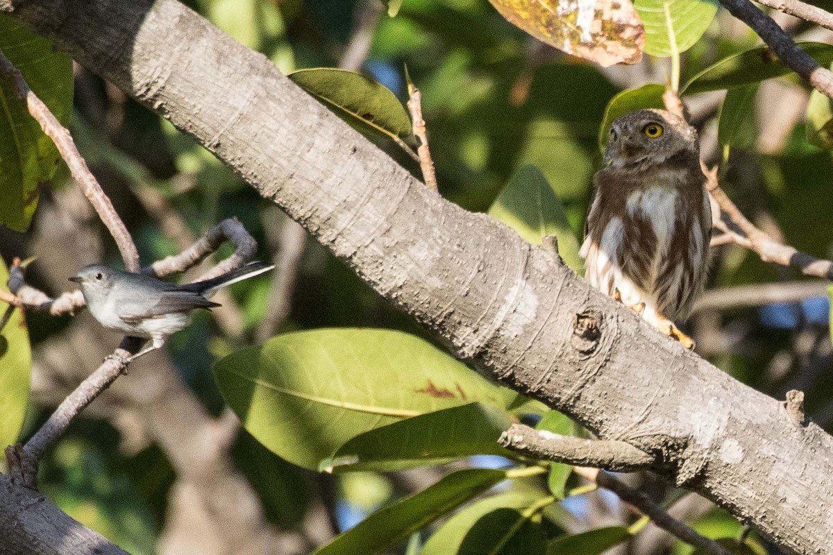 Colima Pygmy-Owl - ML207553281