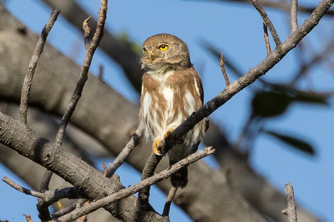 Colima Pygmy-Owl - ML207553551