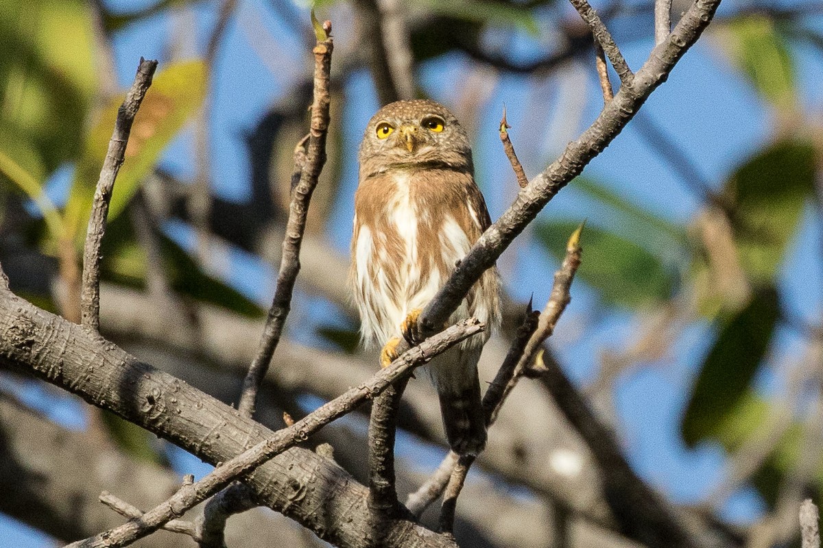 Colima Pygmy-Owl - ML207553571