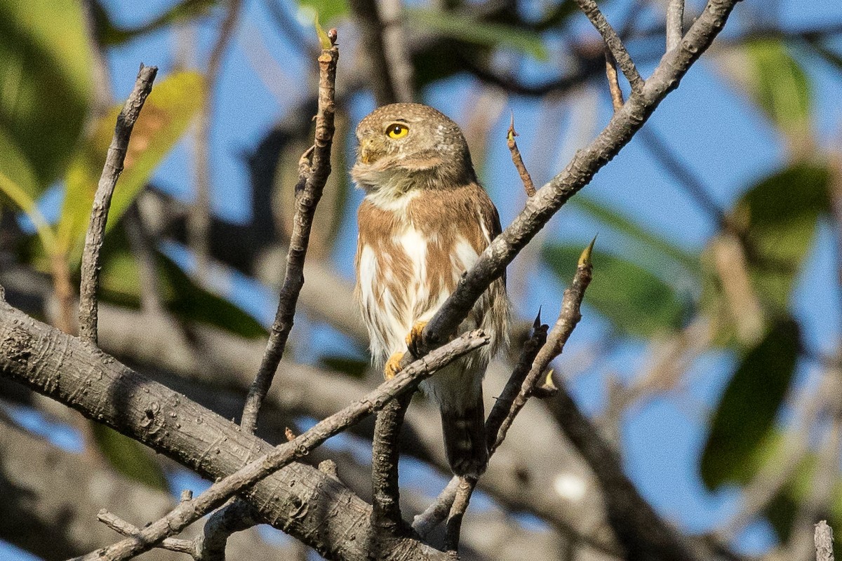 Colima Pygmy-Owl - ML207553581