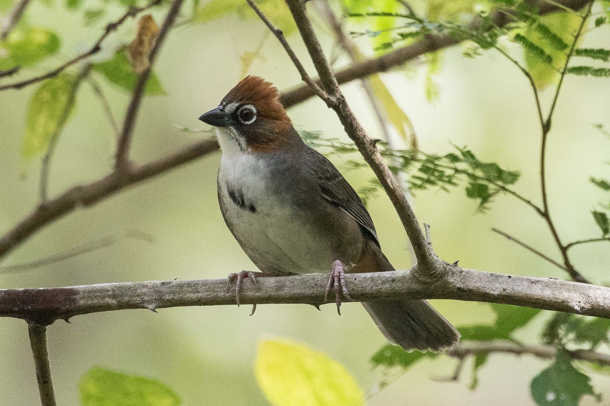 Rusty-crowned Ground-Sparrow - Eric VanderWerf