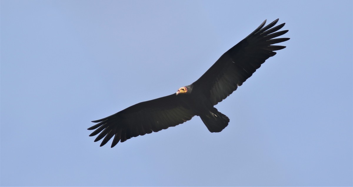 Greater Yellow-headed Vulture - ML207556021