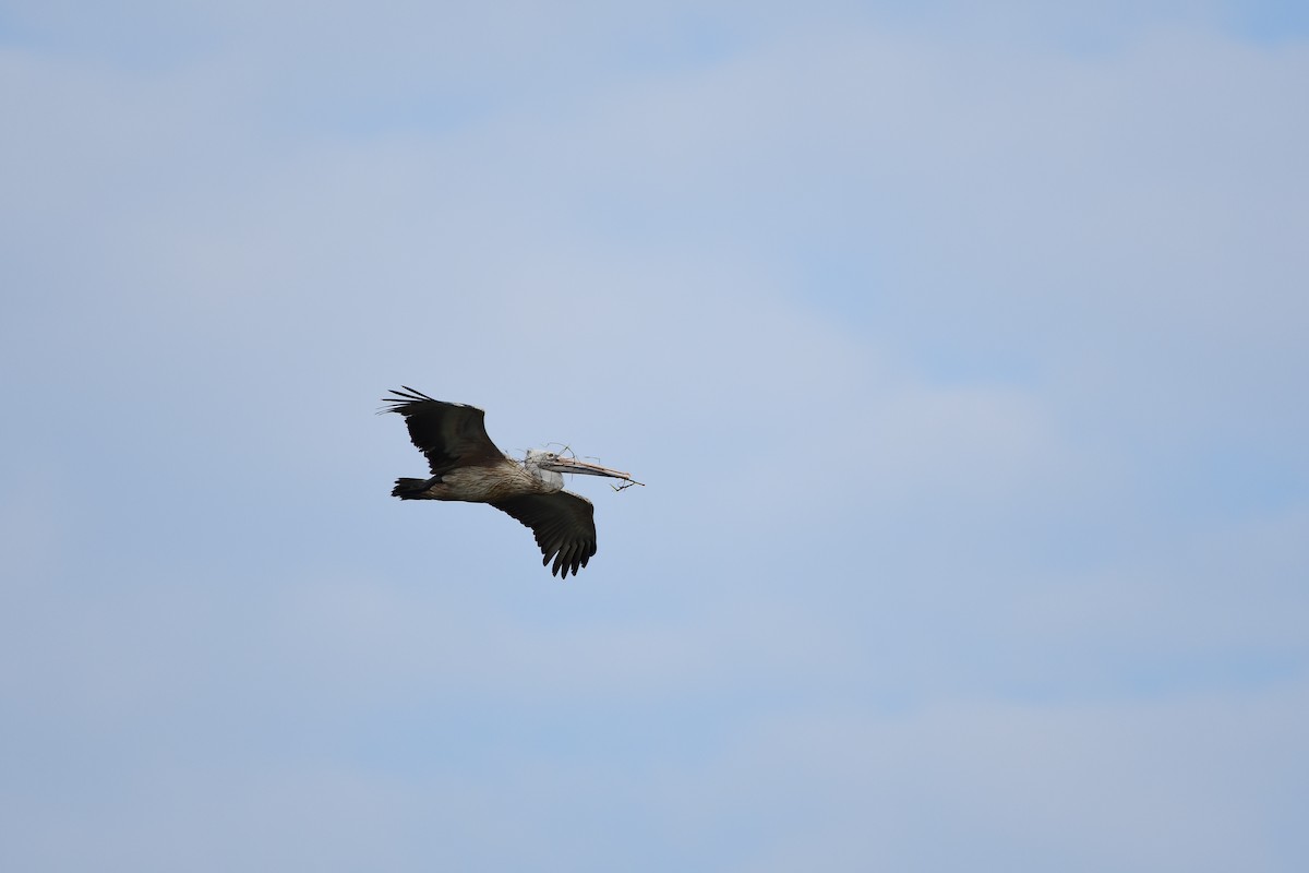 Spot-billed Pelican - ashok raj v m