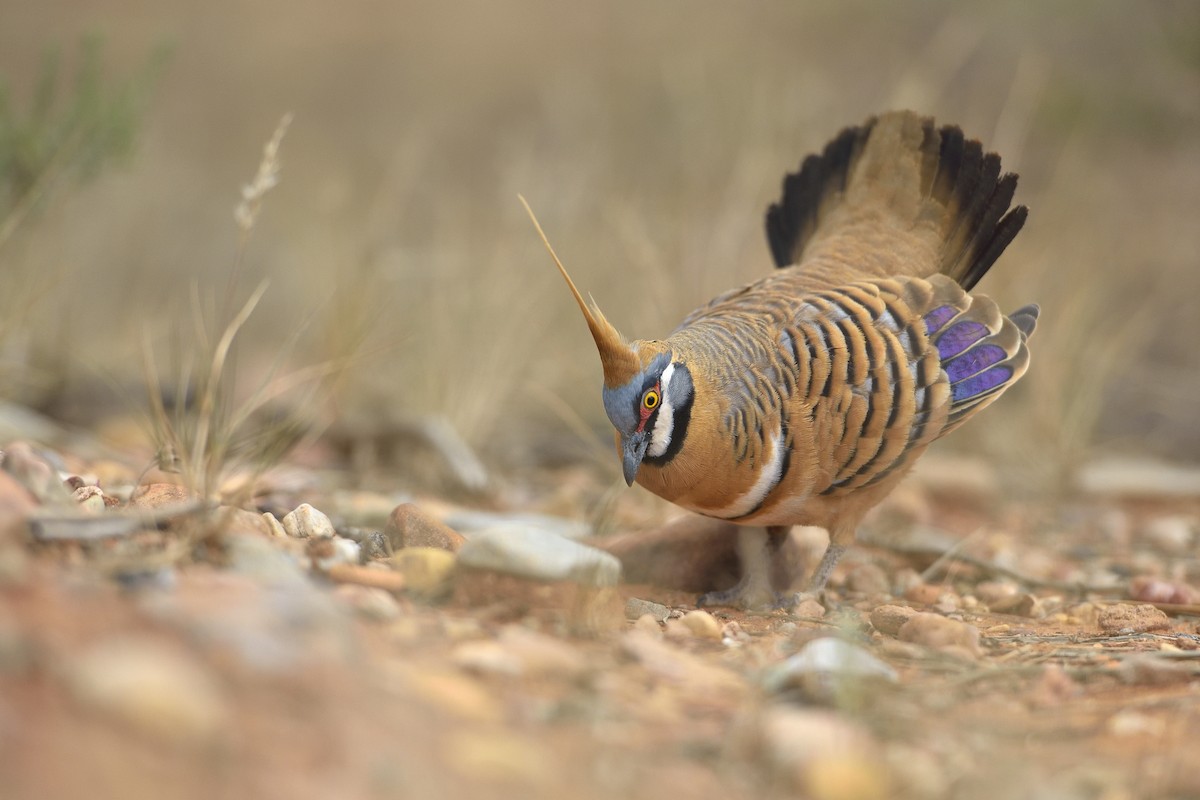 Spinifex Pigeon - Paul Maury