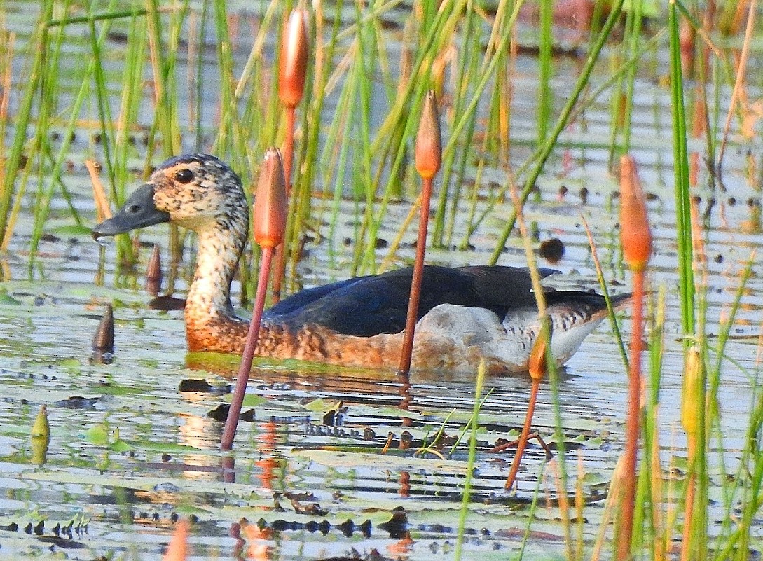 Knob-billed Duck - Afsar Nayakkan