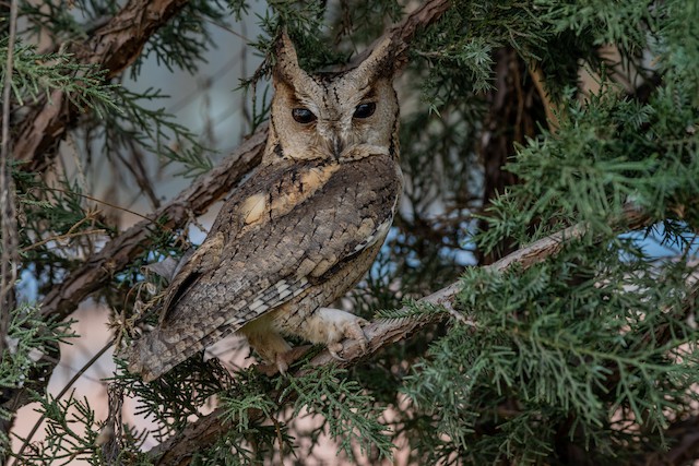 Photos - Collared Scops-Owl - Otus lettia - Birds of the World