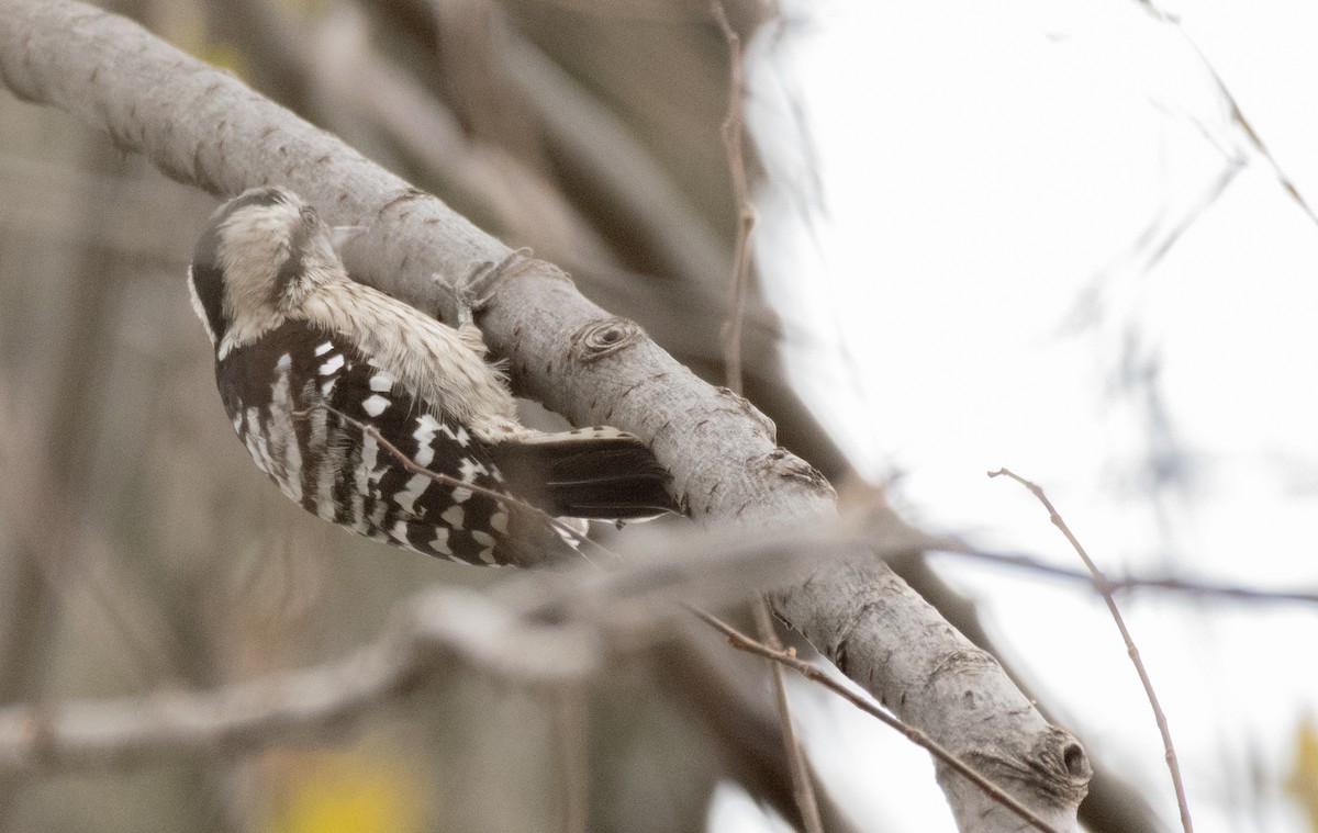 Gray-capped Pygmy Woodpecker - ML207565331