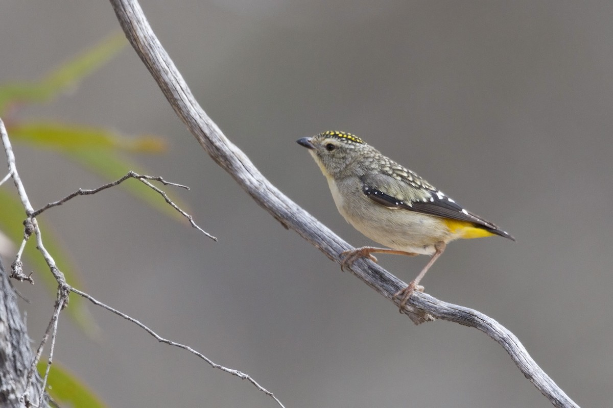 Spotted Pardalote - ML207567681