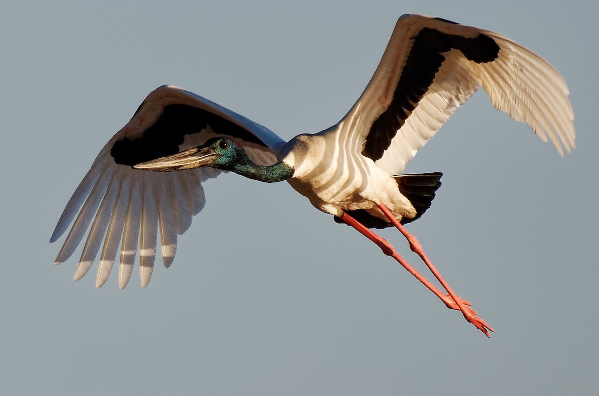 Black-necked Stork - ML207568911