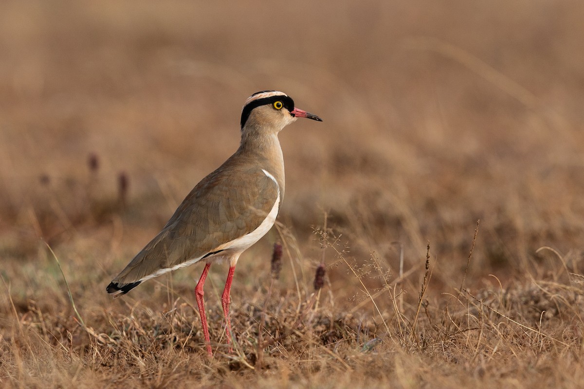 Crowned Lapwing - ML207570481