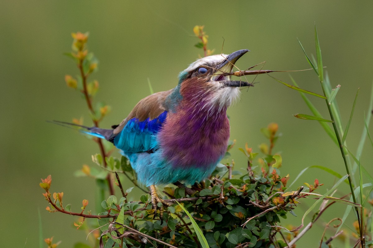 Lilac-breasted Roller - ML207571791