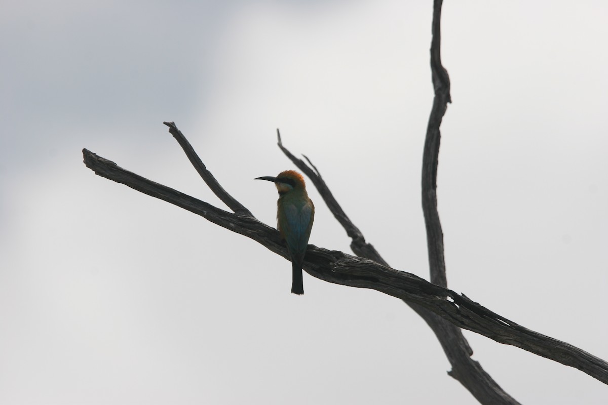 Rainbow Bee-eater - Aidan Williams