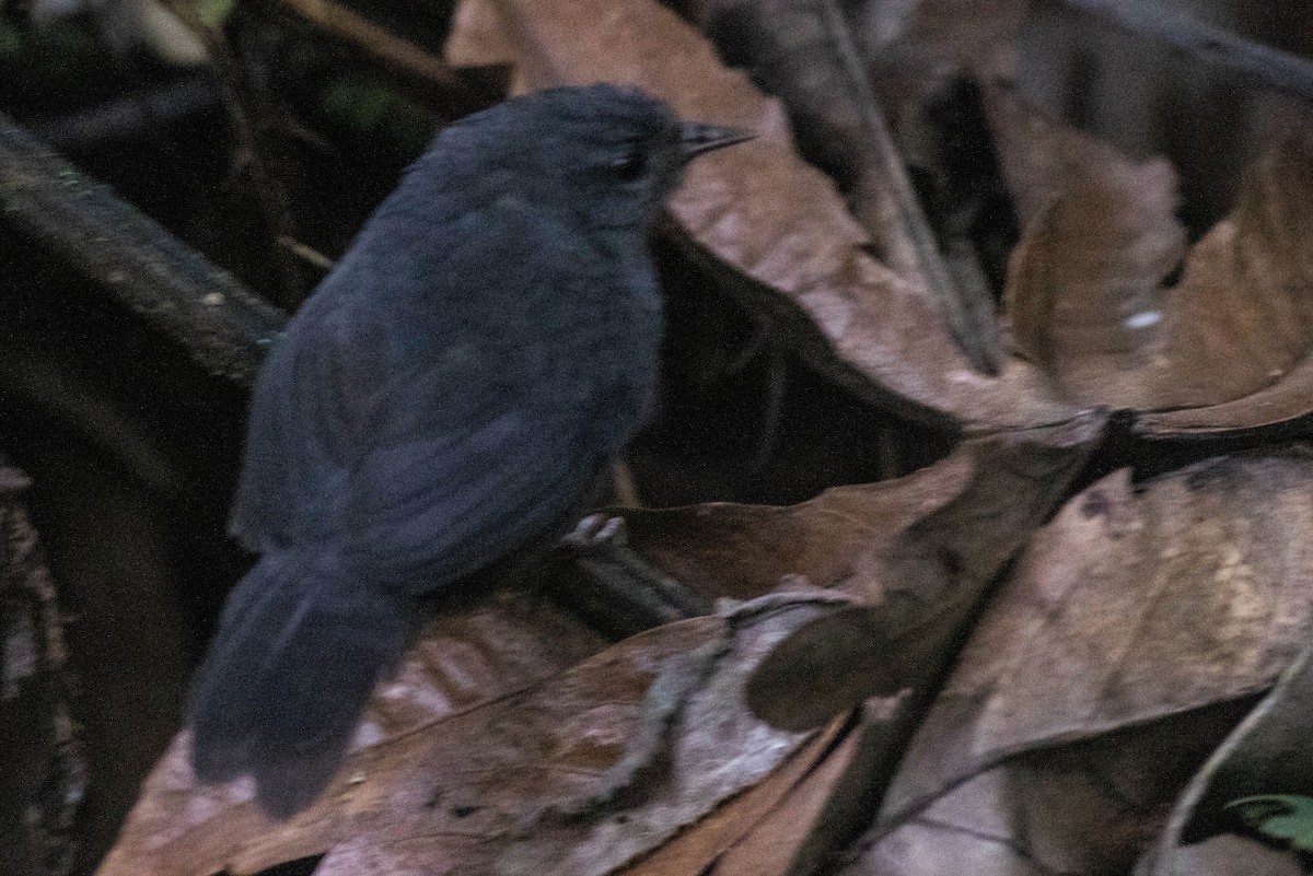 Ash-colored Tapaculo - ML207574001