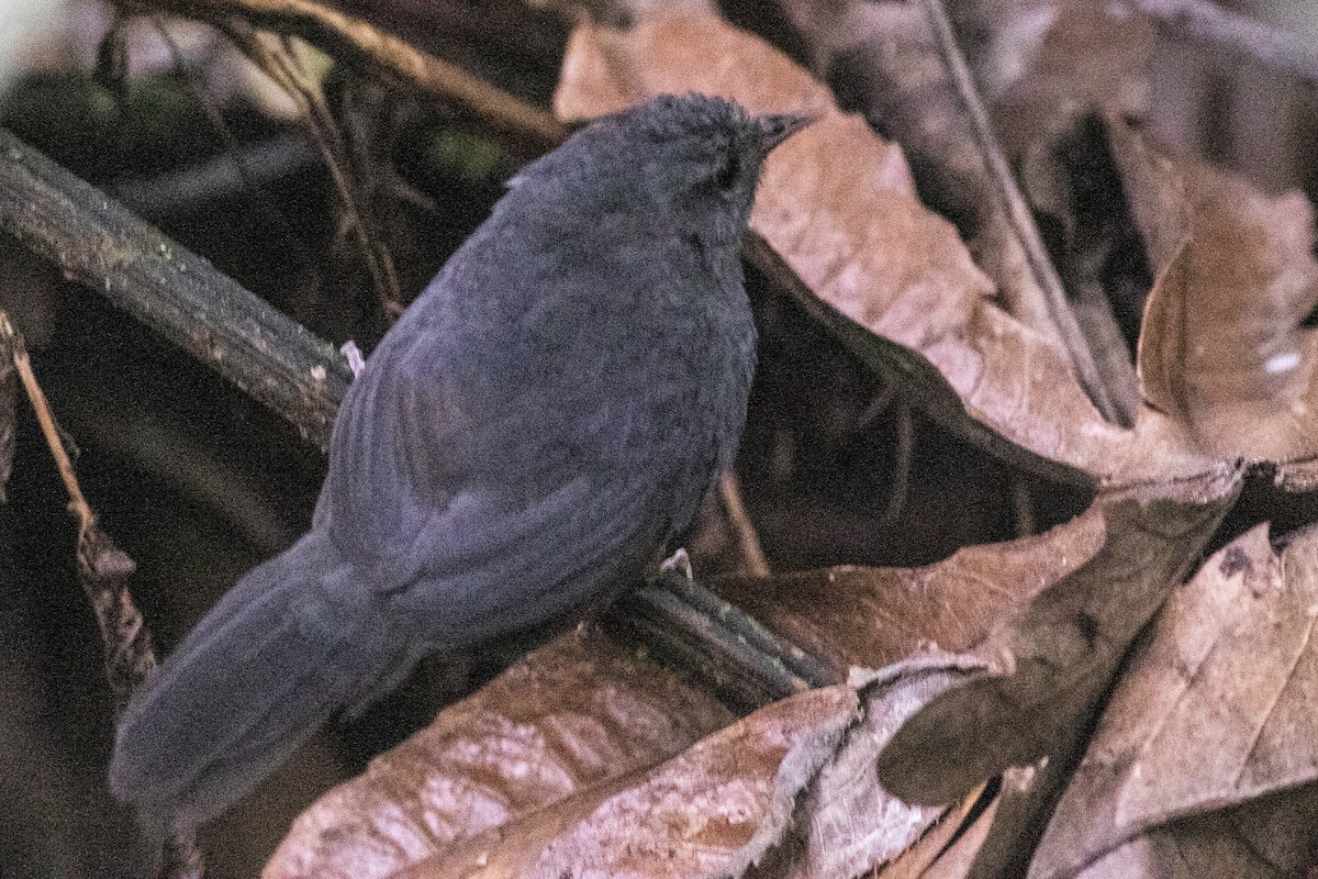Ash-colored Tapaculo - ML207574041