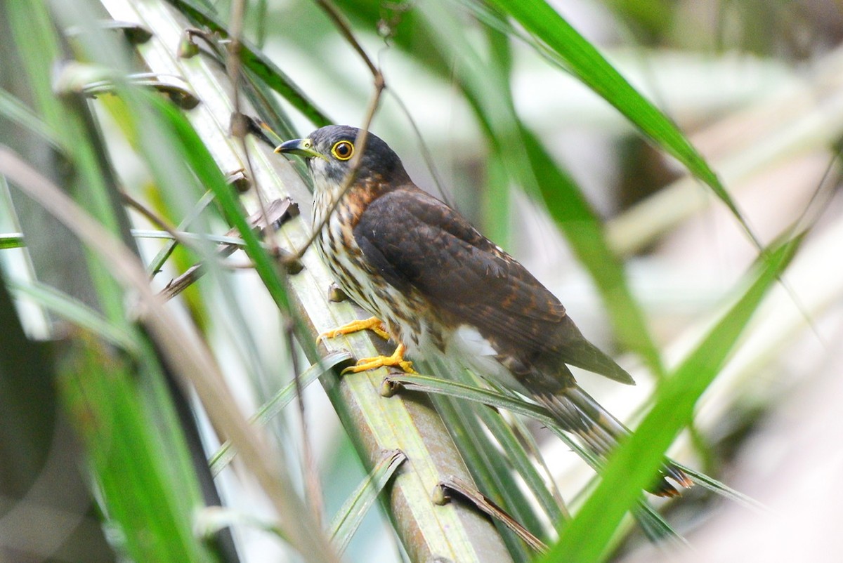Hodgson's Hawk-Cuckoo - Harn Sheng Khor