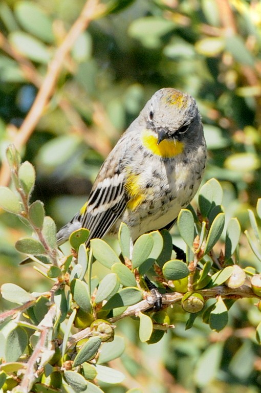 Yellow-rumped Warbler (Audubon's) - Michael Rieser
