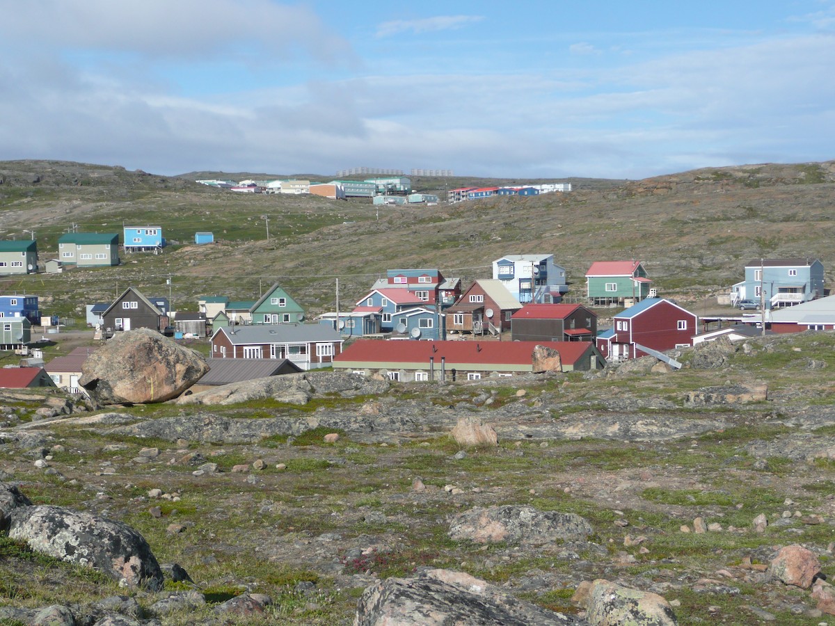 Northern Wheatear (Greenland) - David Hussell