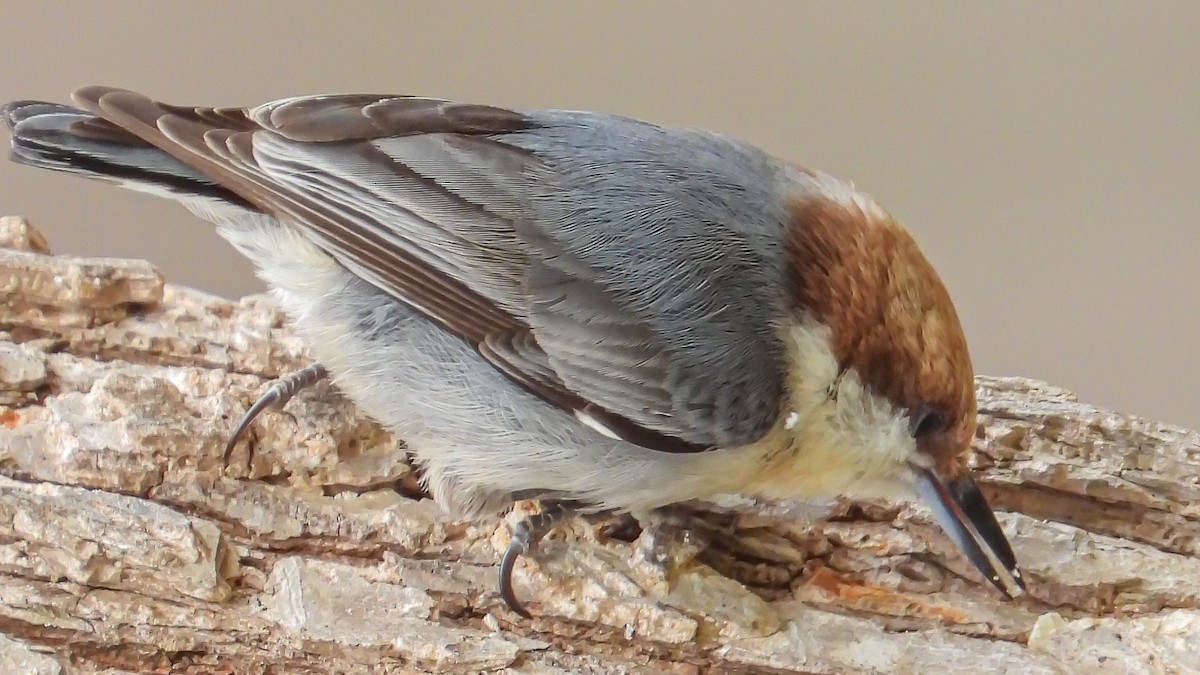 Brown-headed Nuthatch - ML207580191