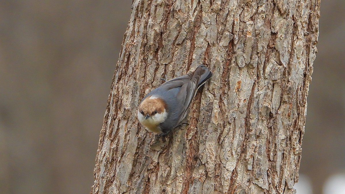 Brown-headed Nuthatch - ML207580211