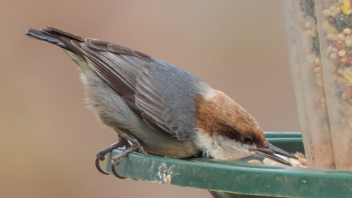 Brown-headed Nuthatch - ML207580341
