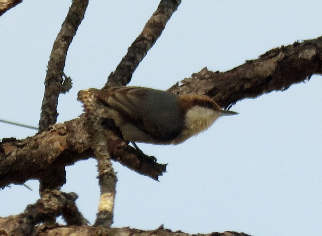 Brown-headed Nuthatch - ML207580711
