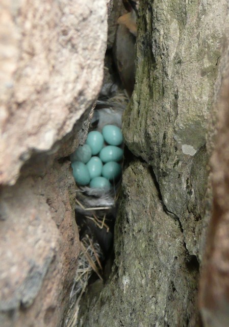Large clutch and blue-green eggs of <em>O. o. leucorhoa</em>. - Northern Wheatear (Greenland) - 