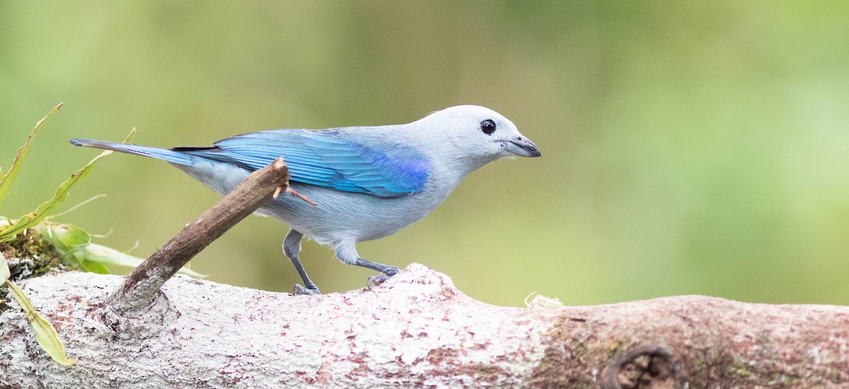 Blue-gray Tanager - ML207581231