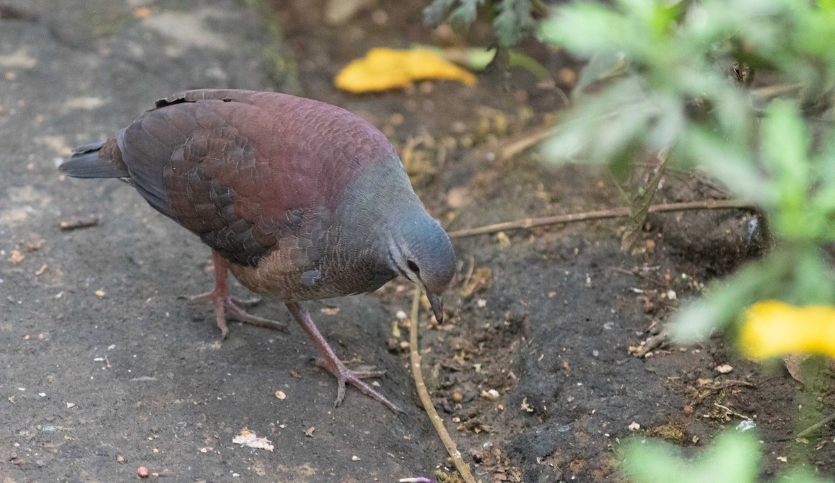 Buff-fronted Quail-Dove - ML207581771
