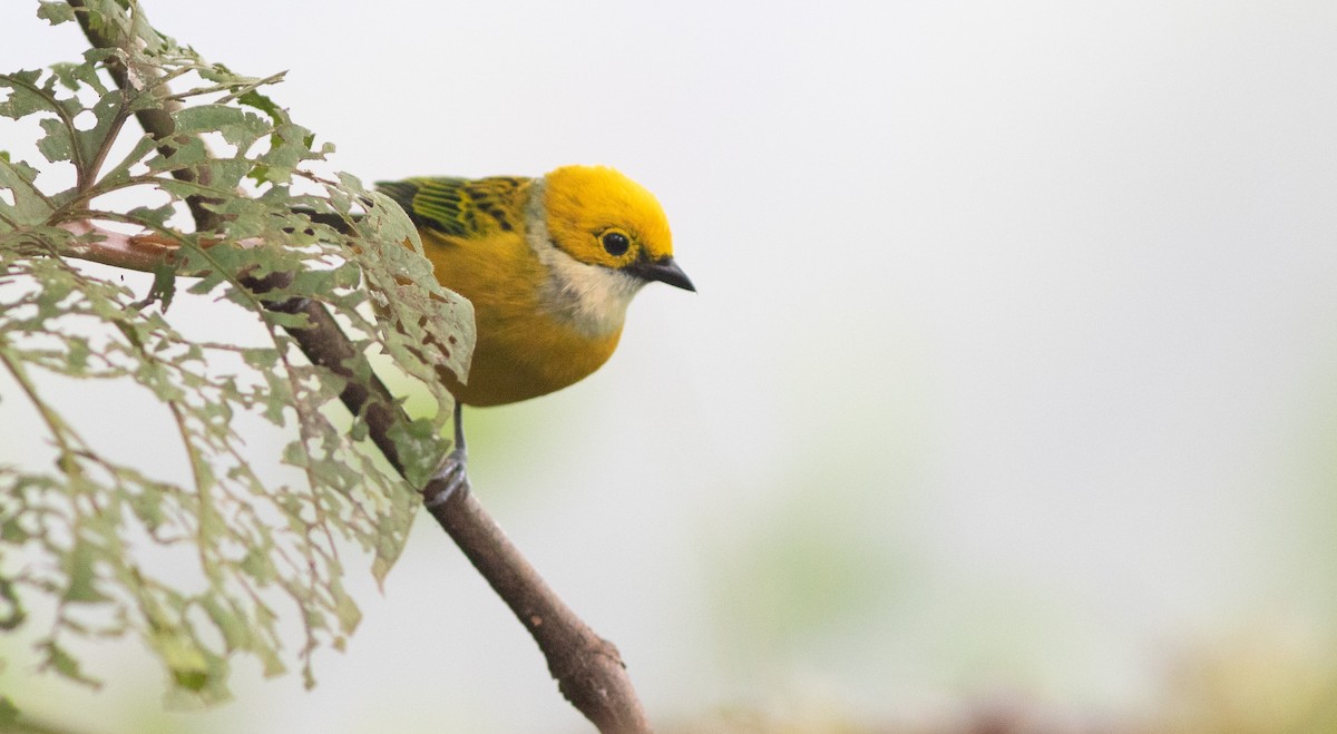 Silver-throated Tanager - ML207581841
