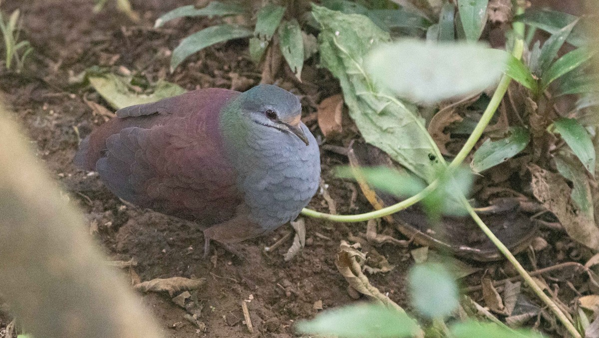 Buff-fronted Quail-Dove - ML207582121
