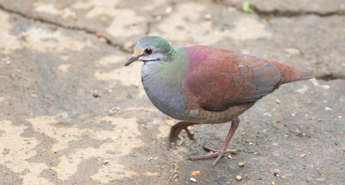 Buff-fronted Quail-Dove - ML207582951