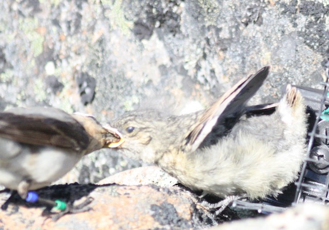 Adult tilts head when feeding large young. - Northern Wheatear (Greenland) - 