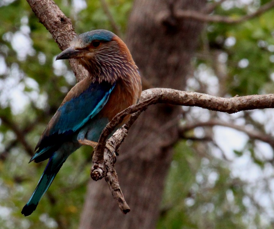 Indian Roller - Dhyey Shah