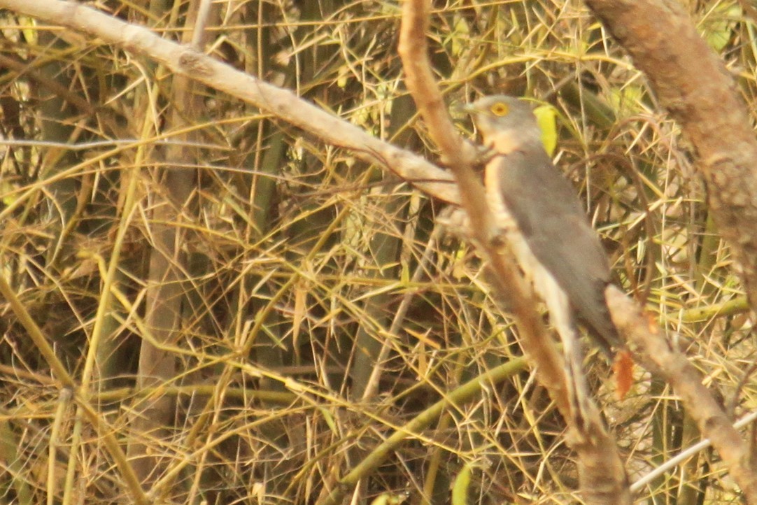 Common Hawk-Cuckoo - Dhyey Shah