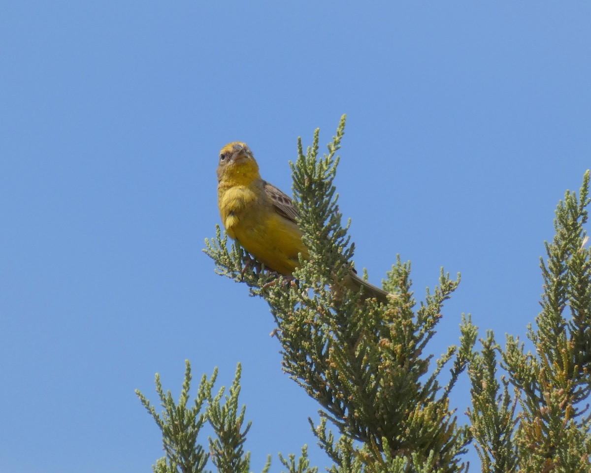 Greater Yellow-Finch - ML207587791