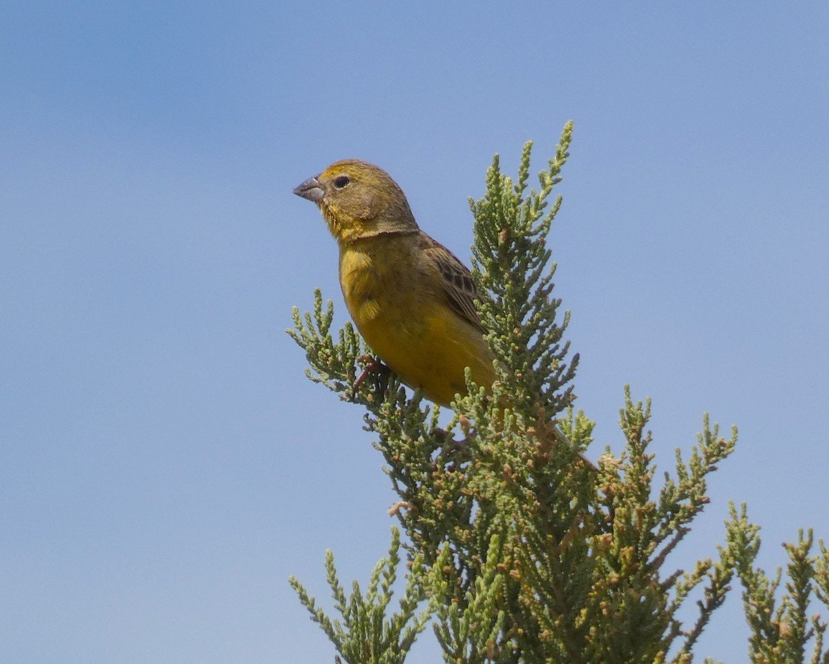 Greater Yellow-Finch - ML207587801