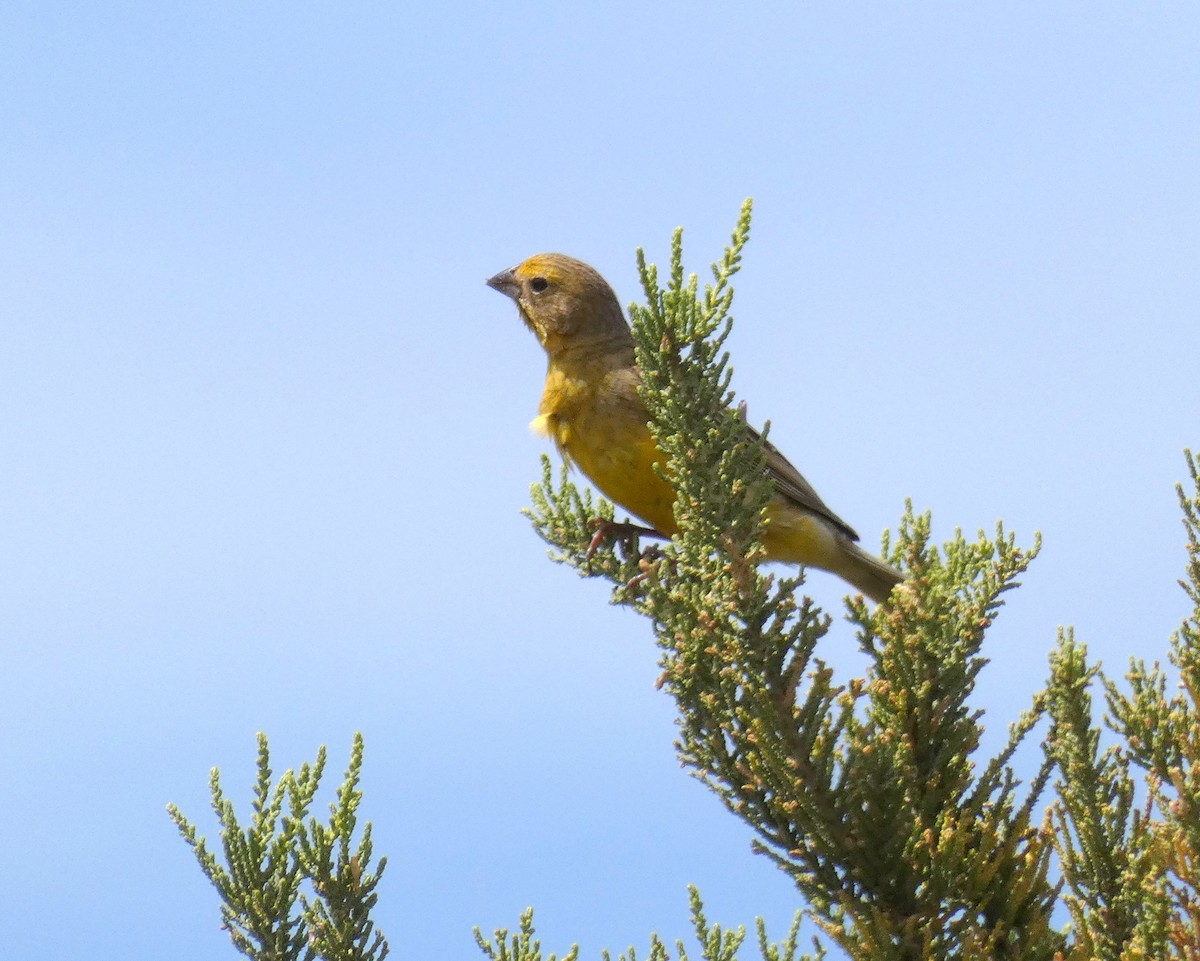 Greater Yellow-Finch - ML207587811