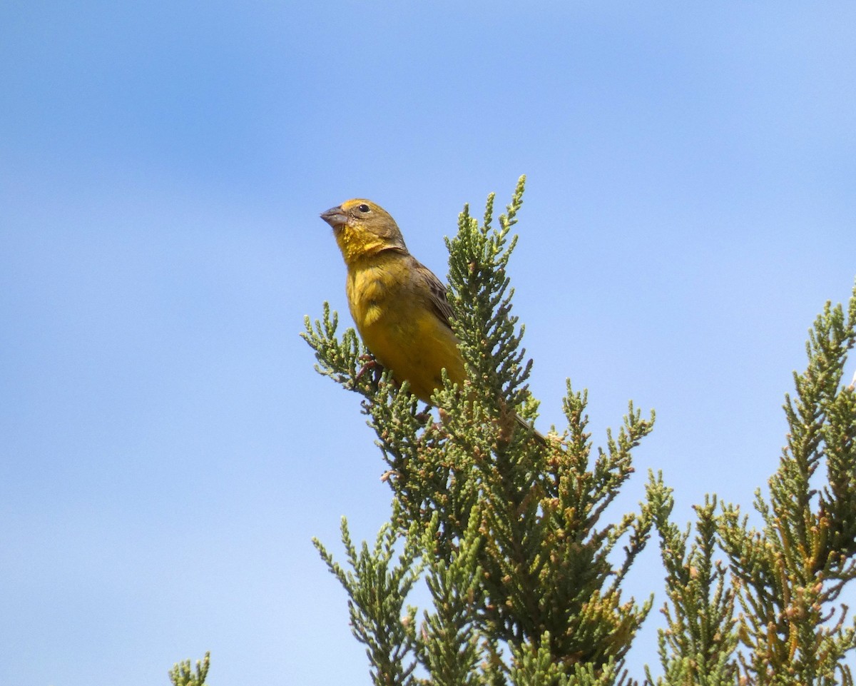 Greater Yellow-Finch - ML207587821
