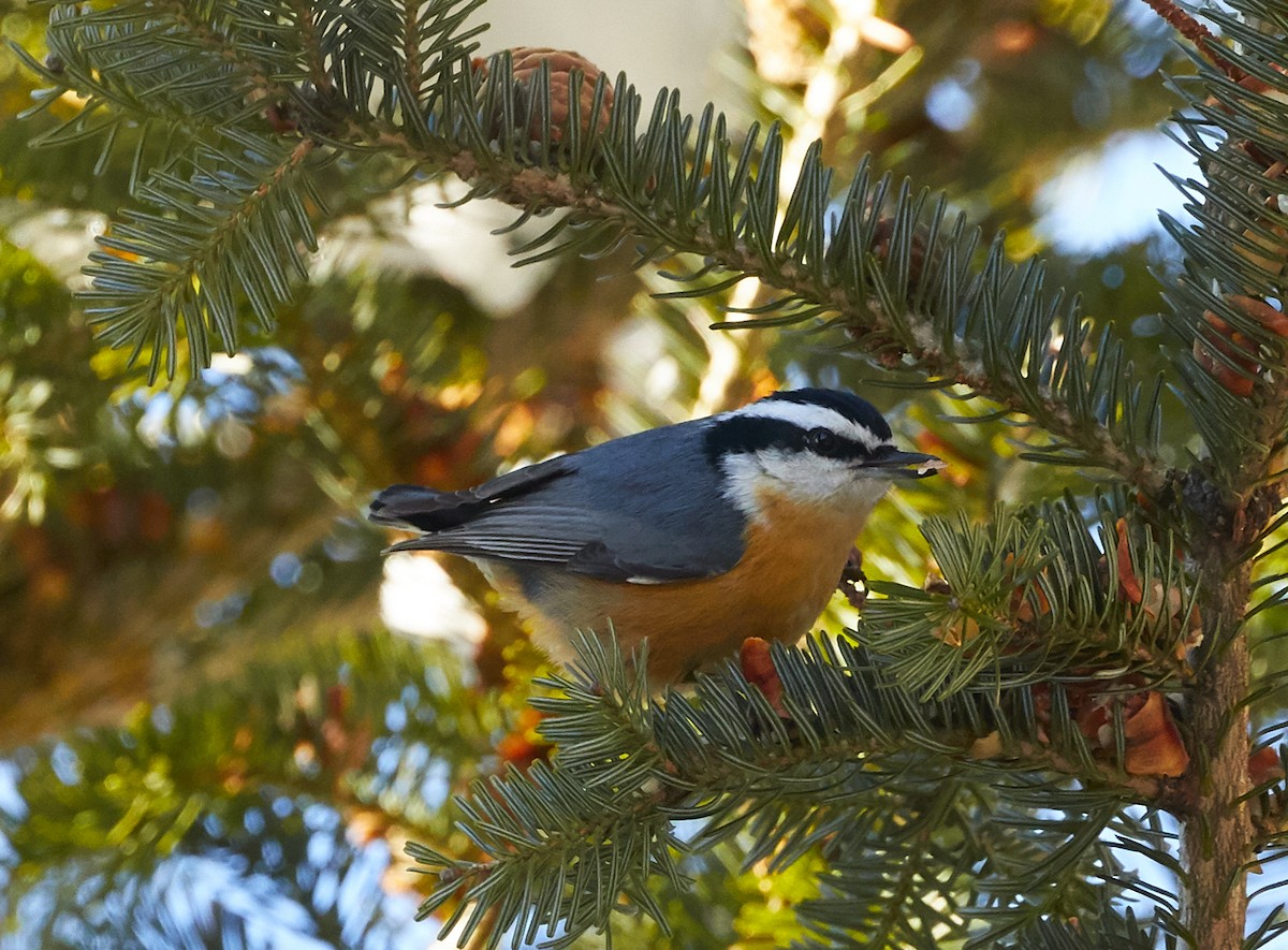 Red-breasted Nuthatch - ML207589501